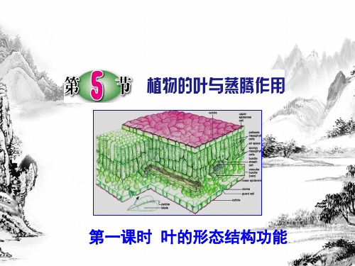 浙教版科学八年级下《植物的叶与蒸腾作用》ppt优秀课件2