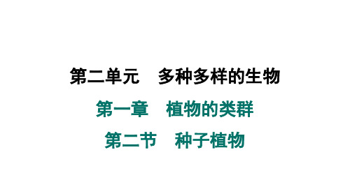 2024年人教版七年级生物上册 第一章 植物的类群 第二节 种子植物(习题课件)