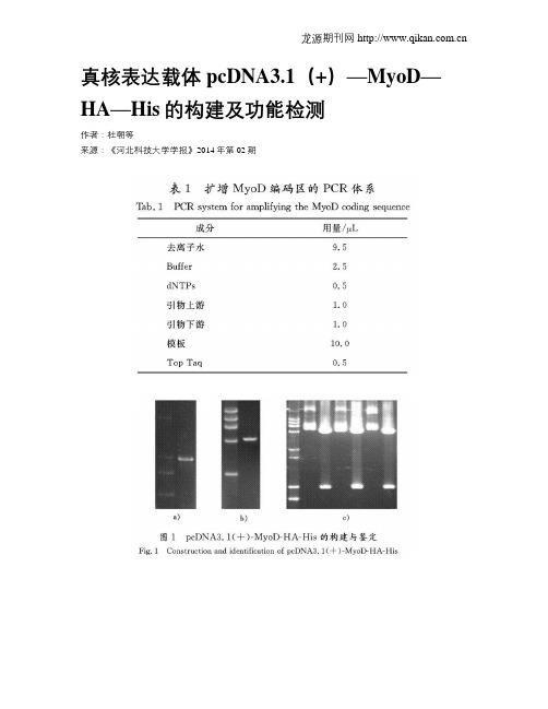 真核表达载体pcDNA3.1(+)—MyoD—HA—His的构建及功能检测