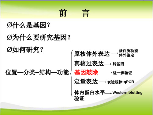 基因敲除方法专题-郭..55页PPT