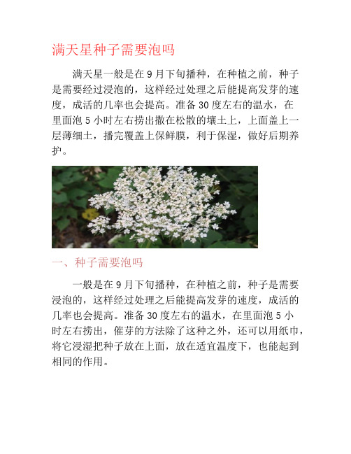 满天星种子需要泡吗