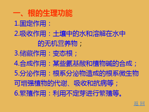 根的结构、发育与生理功能