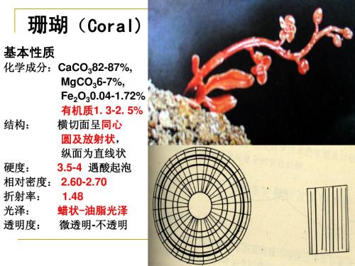 珊瑚(Coral)