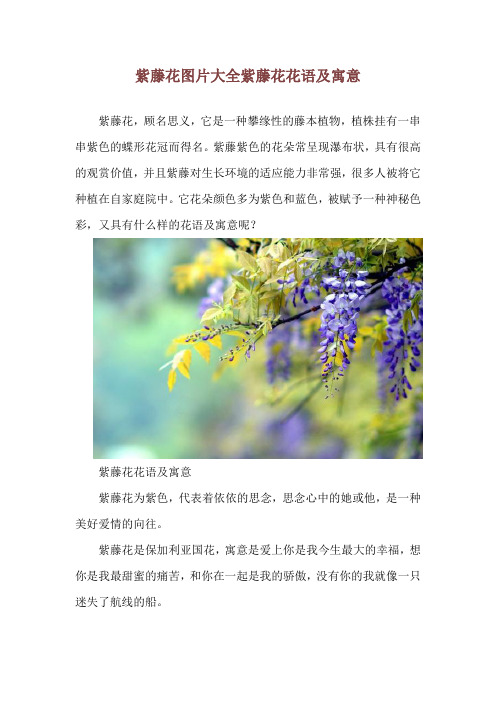 紫藤花图片大全 紫藤花花语及寓意