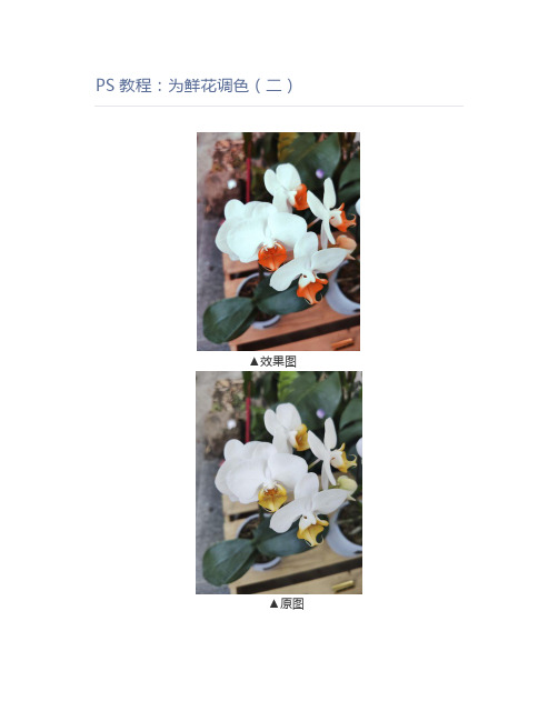 PS教程：为鲜花调色