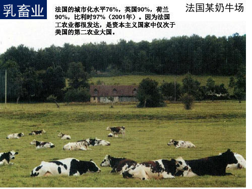 乳畜业(包括大牧场放牧业与乳畜业对比)