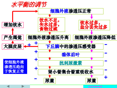 水,血糖,体温平衡调节