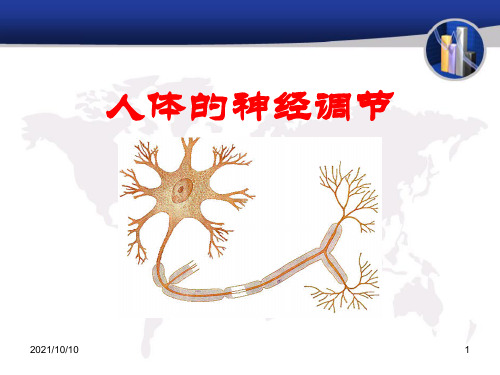 2018苏教版生物七年级下册12.2《人体的神经调节》课件