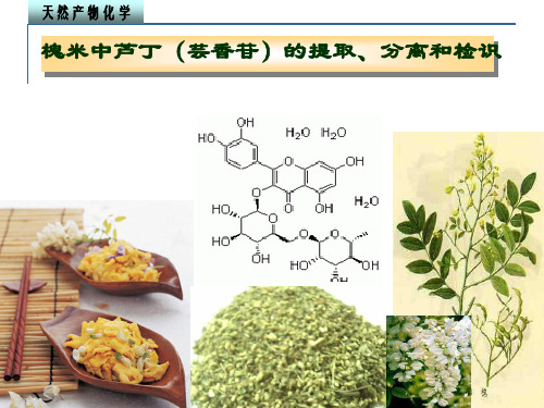 槐米中芦丁(芸香苷)的提取分离及检识