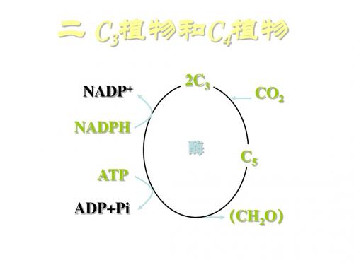 高一生物C3植物和C4植物