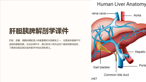 《肝胆胰脾解剖学课件》