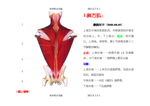 全身肌肉图解之欧阳歌谷创编
