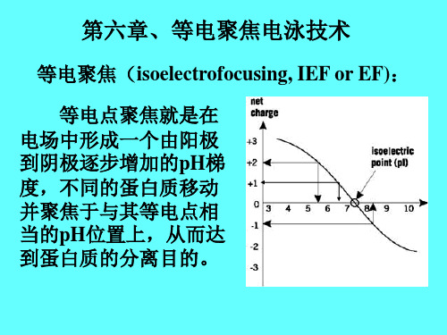 第七章、等电聚焦电泳技术