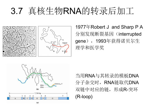 RNA的转录后加工分子生物学