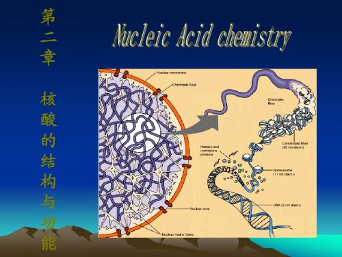 第二章 核酸的结构与功能