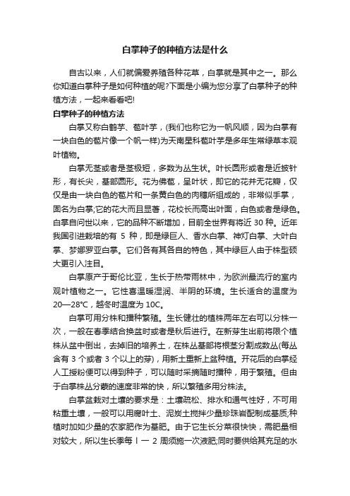 白掌种子的种植方法是什么