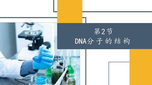 人教版新教材《DNA的结构》课件