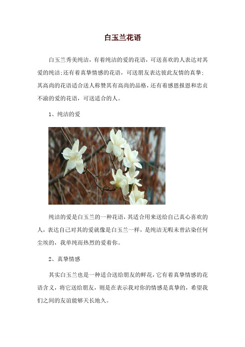 白玉兰花语