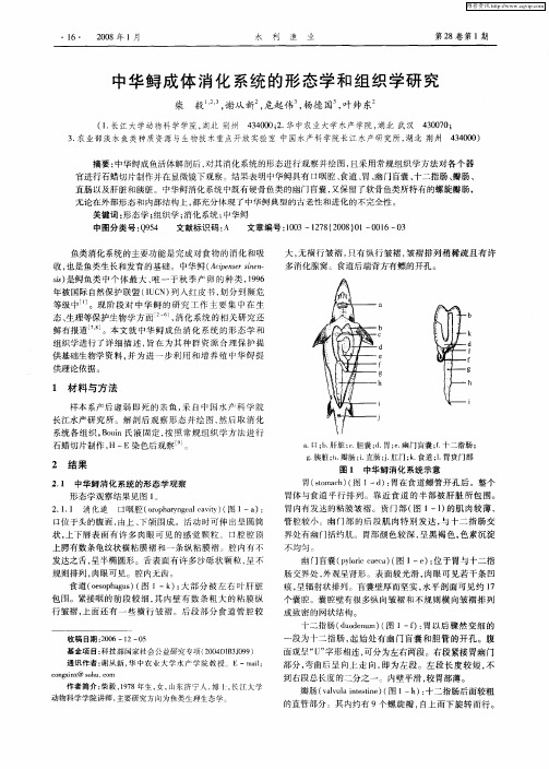 中华鲟成体消化系统的形态学和组织学研究