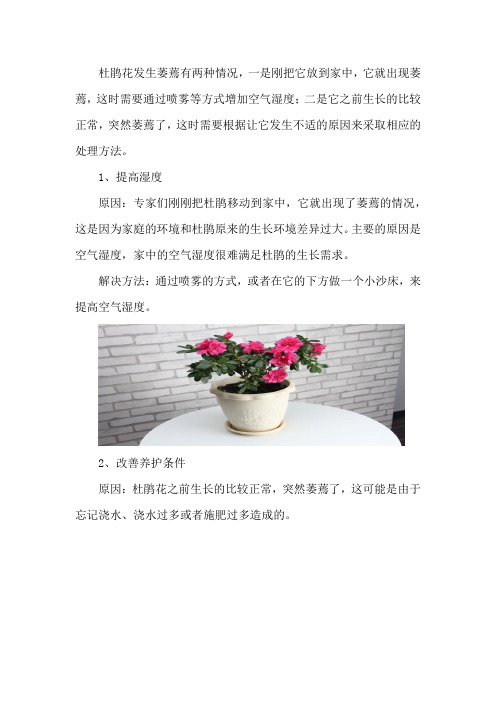 家养杜鹃花萎蔫怎么办