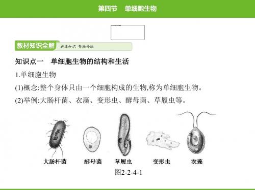 4 单细胞生物