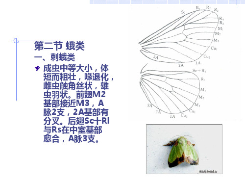 森林昆虫学82蛾类