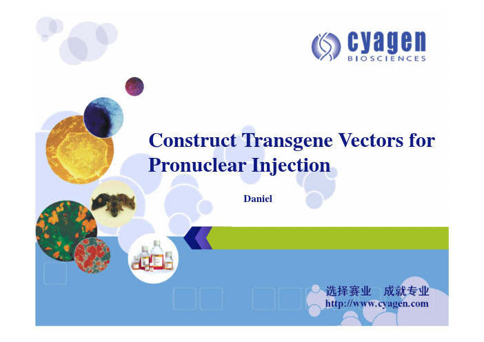 Transgenic Mice(转基因小鼠) - 显微注射用DNA 载体构建