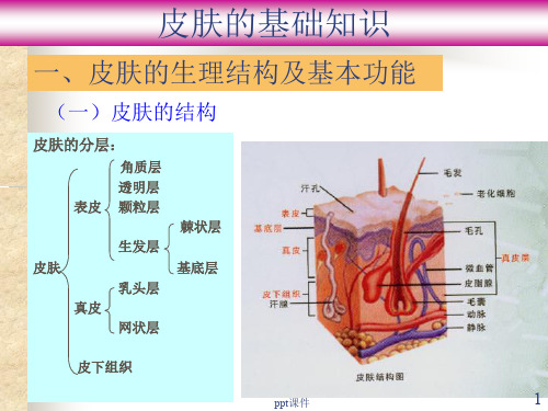 皮肤基础知识大全  ppt课件