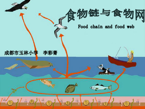 教科版《食物链和食物网》精讲课件1