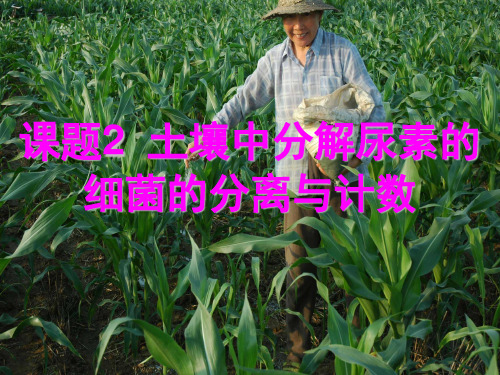 人教版高中生物选修一专题二课题《土壤中分解尿素的细菌的分离与计数》-ppt精品课件