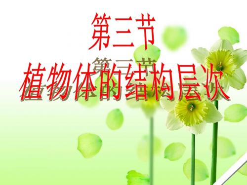 (讲课)植物体的结构层次课件(新人教版)