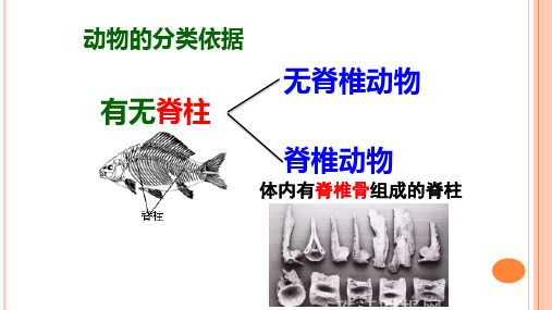 2021届八年级生物二轮复习----无脊椎动物的主要类群复习公开课教学课件共33张PPT