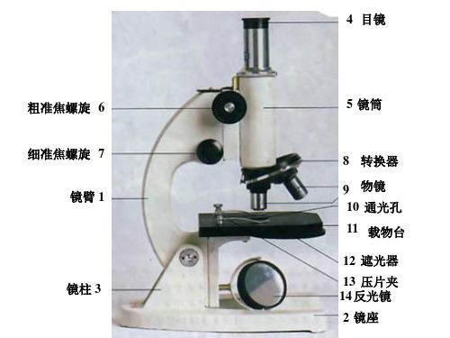 第二单元生物体的结构层次复习