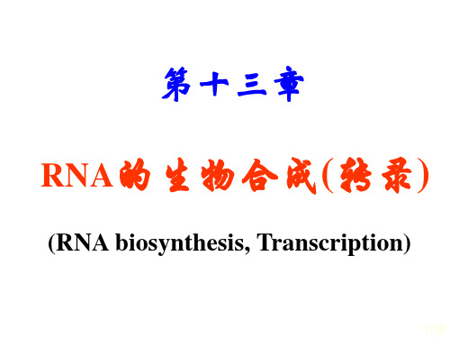 13章RNA的生物合成