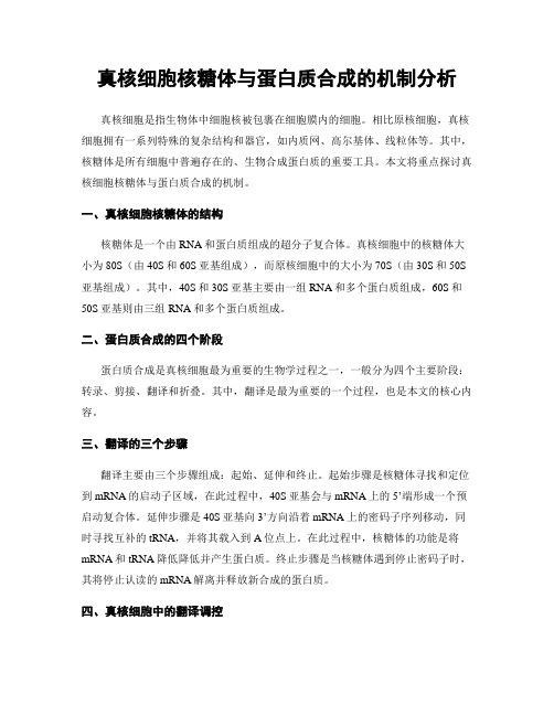 真核细胞核糖体与蛋白质合成的机制分析