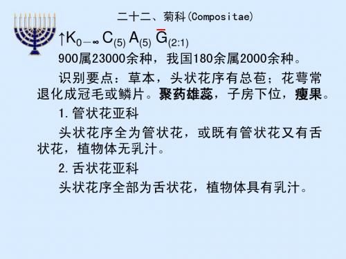 被子植物分类4