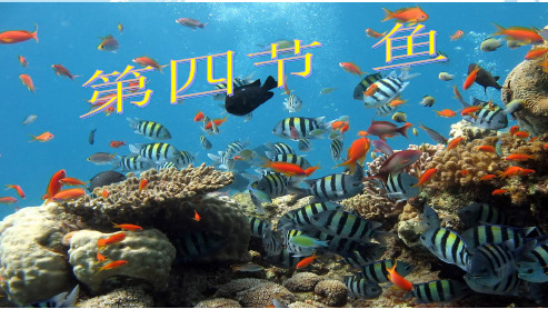 人教版初中八年级生物上册第一章第四节_鱼_(上课用)ppt课件