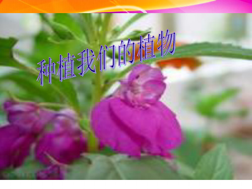 小学 科学 种植我们的植物 ppt课件