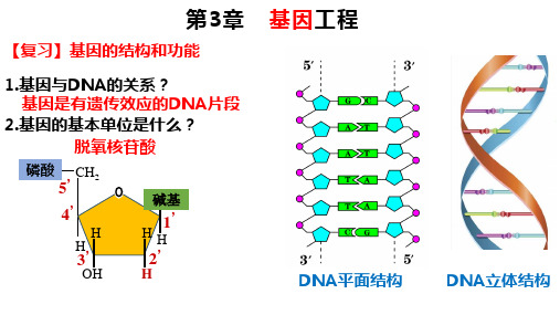 重组DNA技术的基本工具-高二生物课件(人教版2019选择性必修3)