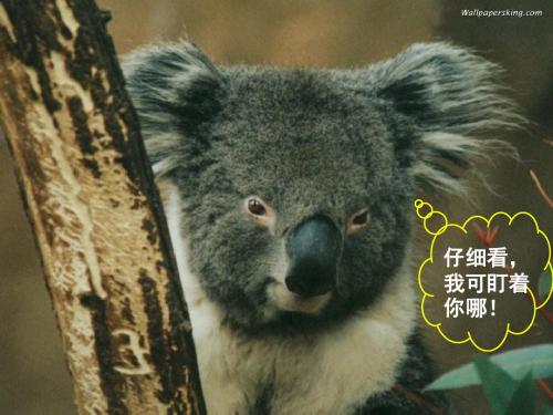 动物游戏之谜课件