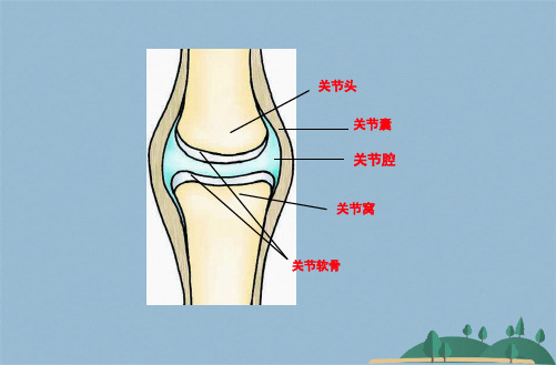 八级上册生物期末复习提纲初二生物ppt课件精品中学ppt课件(共34张PPT)