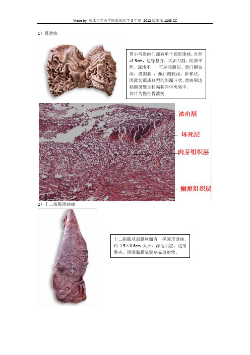 《比较人体形态学》复习：消化系统