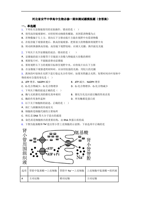 河北省安平中学高中生物必修一期末测试题模拟题(含答案)