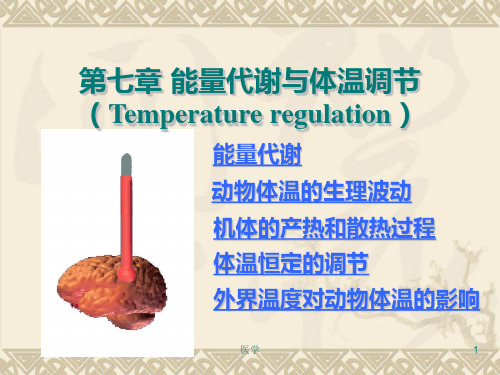 《生理学》能量代谢与体温调节