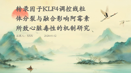 转录因子klf4调控线粒体分裂与融合影响阿霉素所致心脏毒性的机制研究PPT演示课件