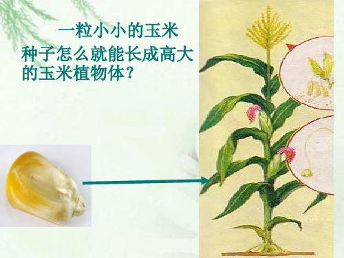 初中生物北京版七年级上册第三章第一节 细胞 课件(21张PPT)