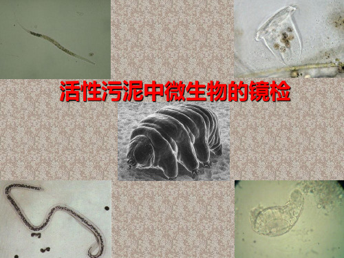 显微镜的使用和污泥生物相观察