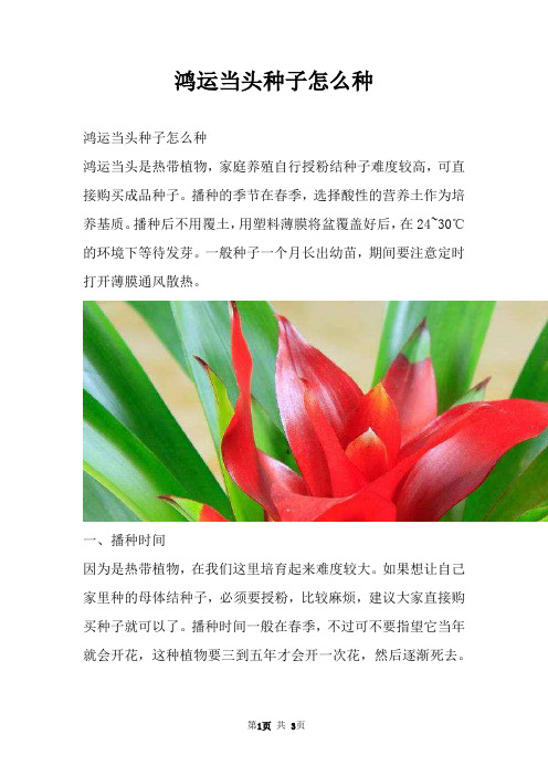 鸿运当头种子怎么种