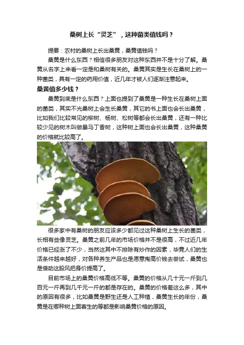 桑树上长“灵芝”，这种菌类值钱吗？