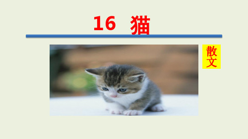 16《猫》优质完美课件ppt